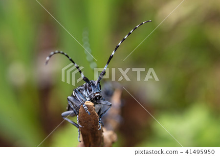 Lady beetle Lady beetle 41495950