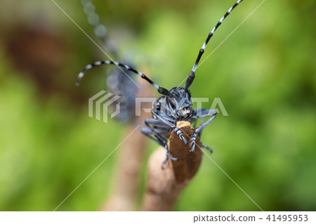 Lady beetle 41495953