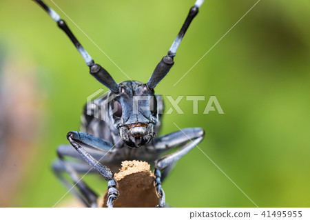 Lady beetle Lady beetle 41495955