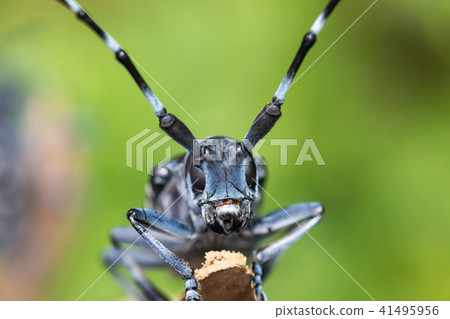 Lady beetle Lady beetle 41495956