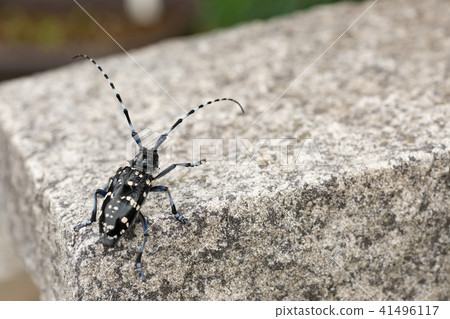 Lady beetle Lady beetle 41496117