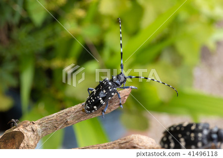 甲蟲夫人 甲蟲夫人 41496118