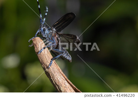 Lady beetle 41496220