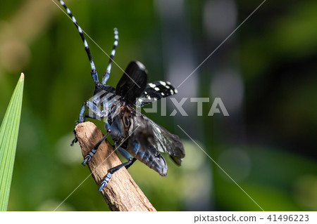 Lady beetle Lady beetle 41496223