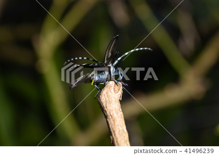 Lady beetle Lady beetle 41496239