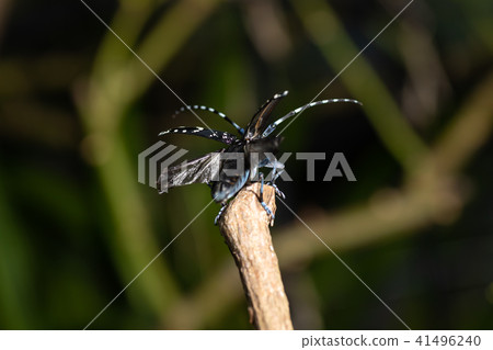 Lady beetle Lady beetle 41496240