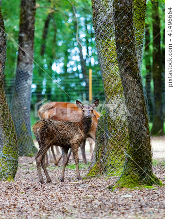 Roe deer gazing in park Roe deer gazing in park 41496664