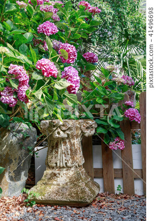 Purple flowers growing along fence in garden 41496698