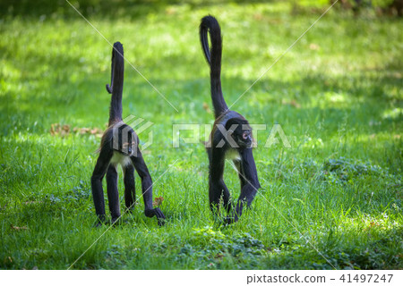 Two Geoffroy's Spider Monkeys walking 41497247