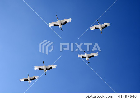 飛行起重機 41497646