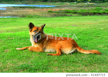 Dog Cute Smile Sitting in grass playing outside Dog Cute Smile Sitting in grass playing outside 41497715