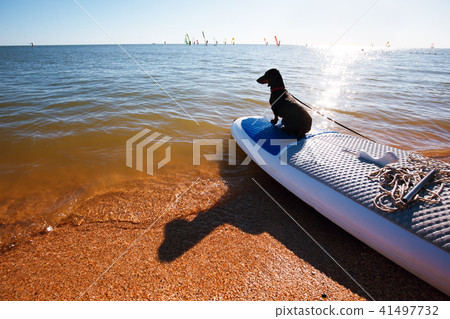Dachshund sitting on windsurf board at the beach. Cute black doggy is loving surf 41497732
