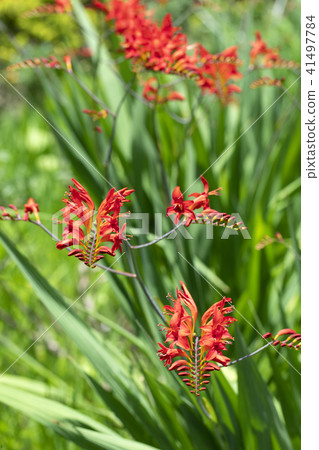 Crocosmia flowers Crocosmia flowers 41497784