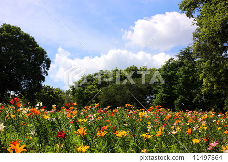 A flower of lily which became full bloom under blue sky (5) 41497864