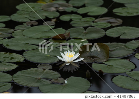 Water lily 41497865