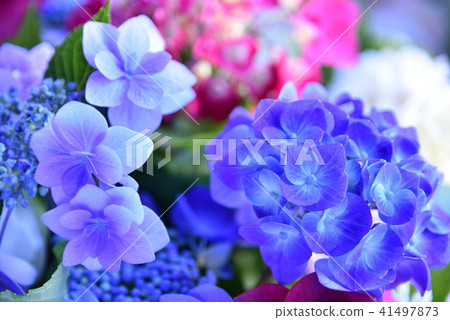Hydrangea hydrangea Hydrangea hydrangea 41497873