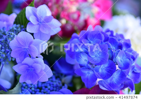 Hydrangea hydrangea Hydrangea hydrangea 41497874