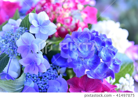 Hydrangea hydrangea 41497875