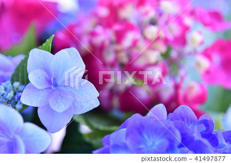 Hydrangea hydrangea 41497877