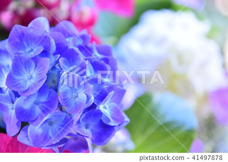 Hydrangea hydrangea Hydrangea hydrangea 41497878