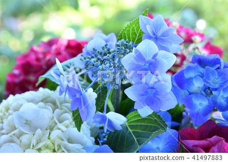 Hydrangea hydrangea Hydrangea hydrangea 41497883