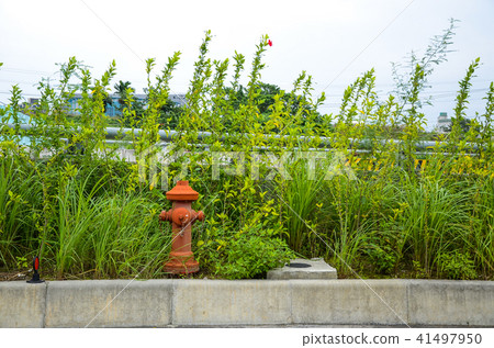 消防栓,灌木叢 41497950
