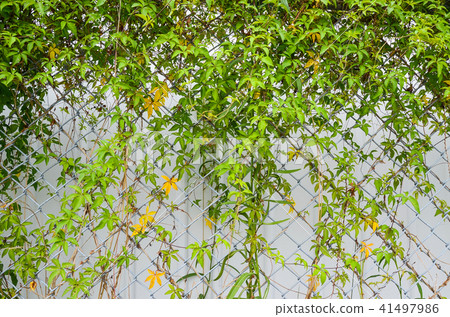 公牛花,Toyuko穀物,牽牛花,牛貓,爸爸熊,盆景草,Doggyu草,瑜伽女兒,碗花,碗花,碗花,竹花,碎葉牛 公牛花,Toyuko穀物,牽牛花,牛貓,爸爸熊,盆景草,Doggyu草,瑜伽女兒,碗花,碗花,碗花,竹花,碎葉牛 41497986