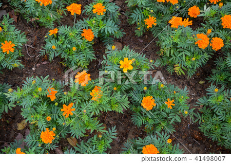 Peacock grass, Odor Furong, Huang flower chrysanthemum, Seibu chrysanthemum, Fuji chrysanthemum, Red clover, Red leaf husk chrysanthemum, Chrysanthemum chrysanthemum, Peacock chrysanthemum, Kobanji Hisaki, Chisen Chrysanthemum, Odoru Furong 41498007