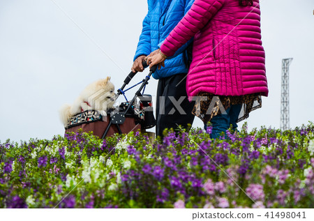 夫妻帶蝴蝶犬在天使花花園中散步 41498041