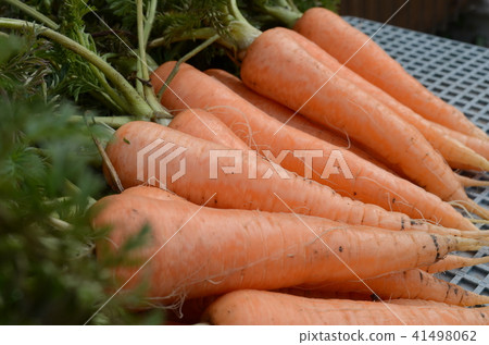 carrot carrot 41498062