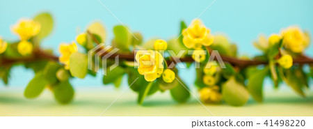 Spring blossoming barberry branch Spring blossoming barberry branch 41498220