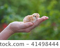 Female hands holding a chick in chicken farm 41498444