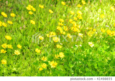 黃色的花 黃色的花 41498655