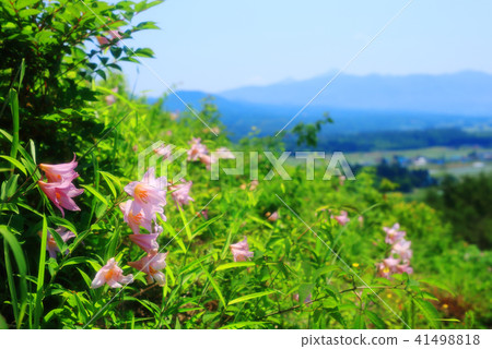 小百合姬 41498818