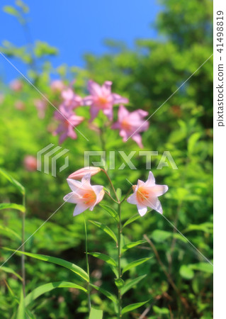 小百合姬 41498819