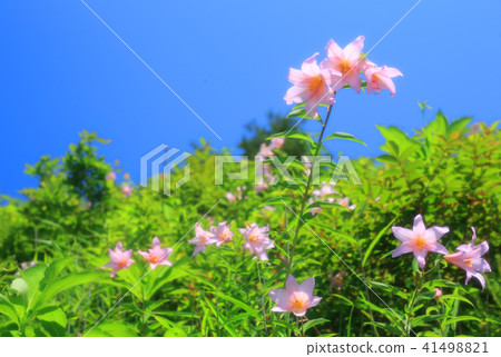 Sayuri Hime Sayuri Hime 41498821