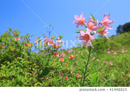 小百合姬 41498823