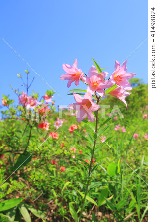 小百合姬 41498824