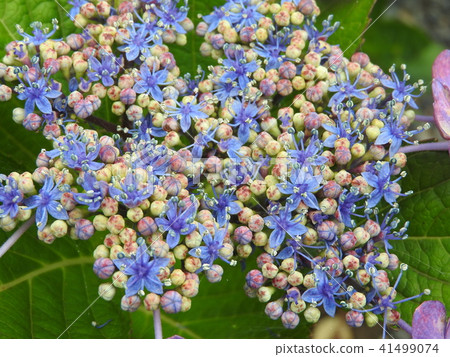 五顏六色的“繡球花” 五顏六色的“繡球花” 41499074