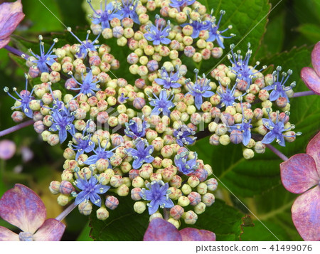 Colorful flower of "hydrangea" 41499076