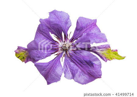 lilac clematis flower isolated lilac clematis flower isolated 41499714