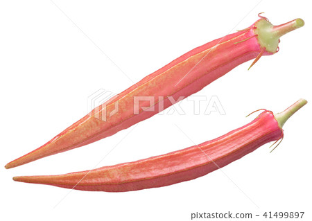 Red okra ochro a. esculentus Red okra ochro a. esculentus 41499897