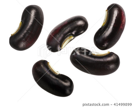 Black gram Vigna mungo seeds,top Black gram Vigna mungo seeds,top 41499899