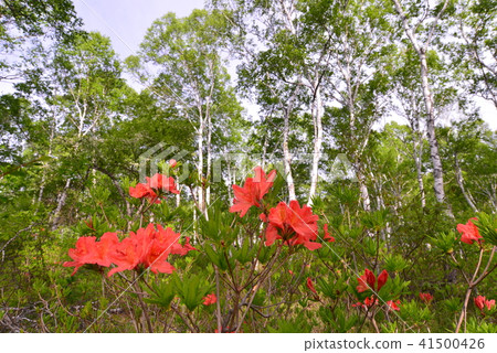 Shirakaba and Rengezuti Nagano Prefecture Yachiho Town Shirakaba and Rengezuti Nagano Prefecture Yachiho Town 41500426