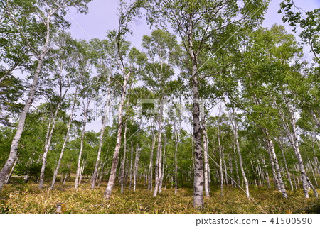 Shirakaba Nagano Prefecture Yachiho Town  Shirakaba Nagano Prefecture Yachiho Town 41500590