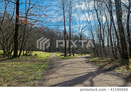 Fork in the forest path against blue sky Fork in the forest path against blue sky 41500688