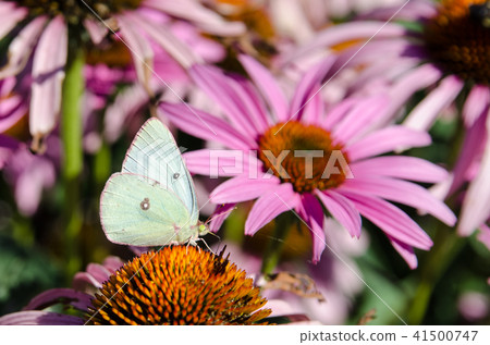 Butterfly Butterfly 41500747