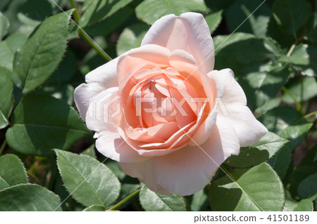 Unbridge Rose Unbridge Rose 41501189