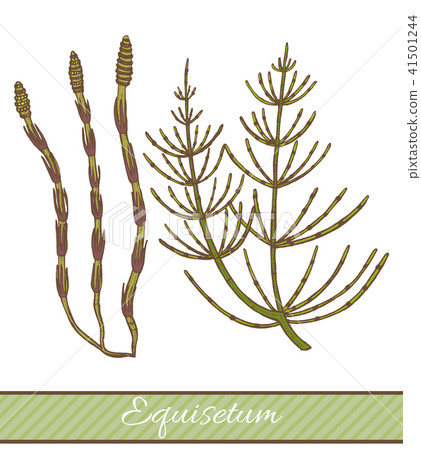 Colored Equisetum in Hand Drawn Style 41501244