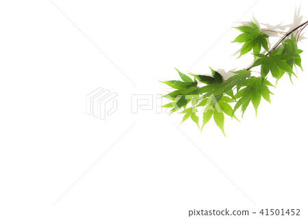 Maple tree 41501452